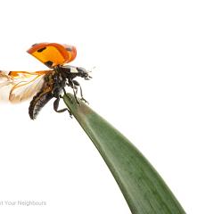 MYN Seven Spot Ladybird Take Off 1 